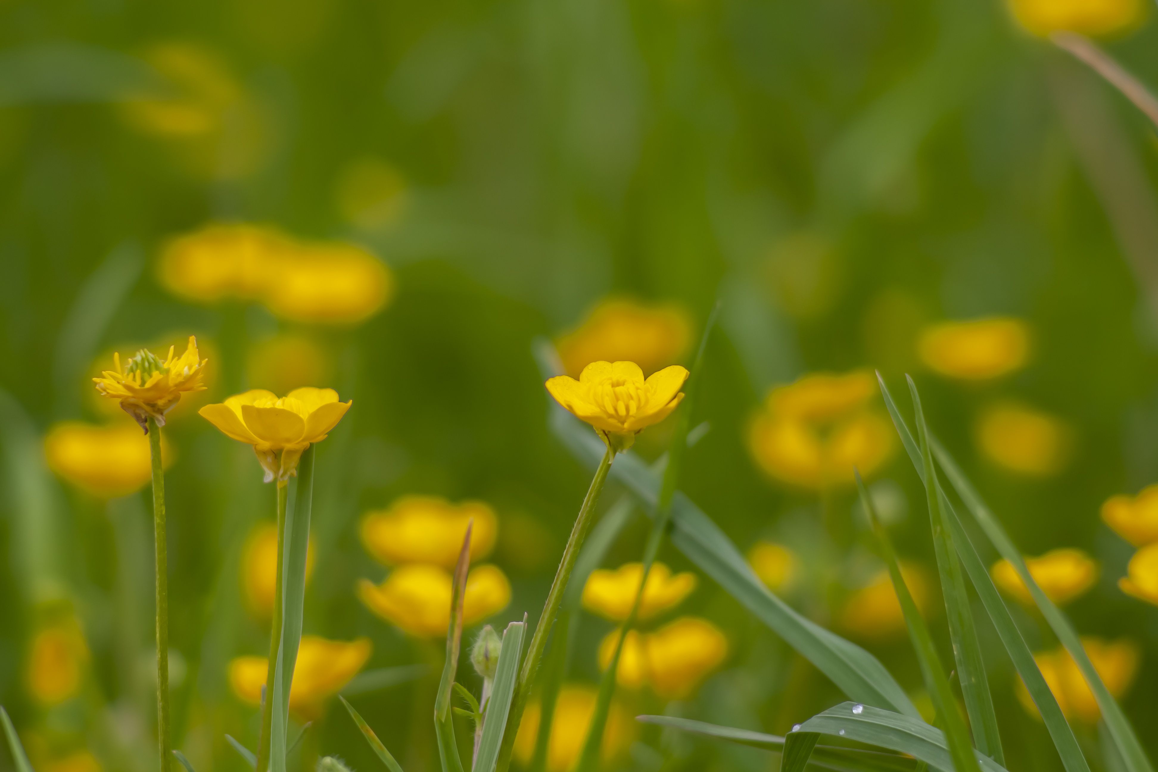 Close Up Flowers